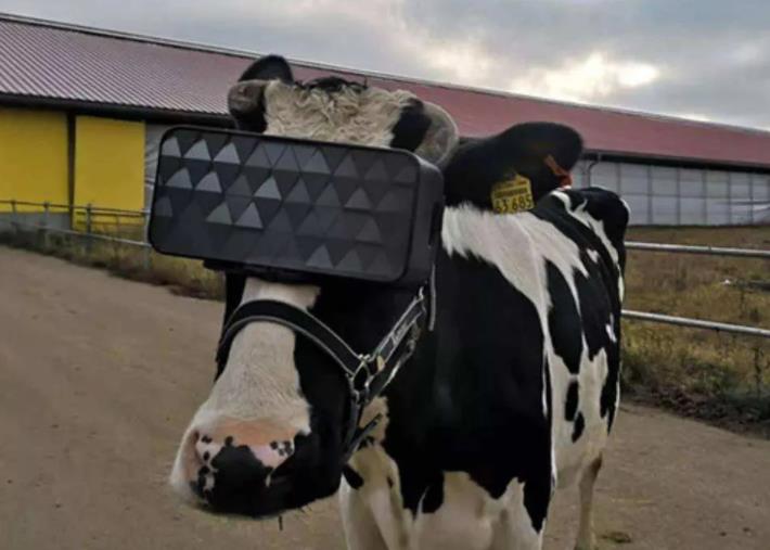  元宇宙进入畜牧业：给奶牛戴上VR眼镜，产奶多23%
